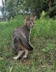 **Ekskluzywny Caracat F5 - Rzadki Skarb w Świecie Kotów!* - 10