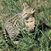 **Egzotyczny Książę Savannah F5 - Król Dzikiej Elegancji!* - 10