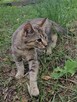 **Ekskluzywny Caracat F5 - Rzadki Skarb w Świecie Kotów!* - 9