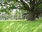 Siedlisko - Atrakcyjna nieruchomość blisko W-wy 3500 m2 ! - 4