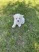 Bichon Frise - 2