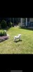 Bichon Frise - 3