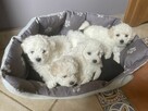 Bichon Frise - 5