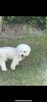 Bichon Frise - 4