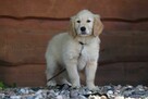 Golden Retriever - pies - 3