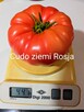 Pomidor ogorek rosyjskie odmiany odporne na zaraze - 7
