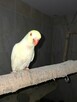 Papuga aleksandretta obrożna oswojona - 8