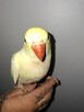 Papuga aleksandretta obrożna oswojona - 2