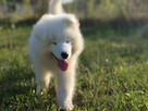 Sprzedam szczenię Samoyed - 3