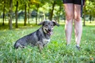 Daster-młodziutki niewielki piesek do adopcji - 7