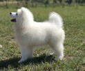 Sprzedam szczenię Samoyed - 5