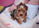 Yorkshire terrier chłopczyk Luis blue merle - 4