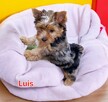 Yorkshire terrier chłopczyk Luis blue merle - 3