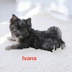 Yorkshire terrier dziewczynka Ivana black&merle - 4