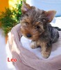 Yorkshire terrier chłopczyk Leoś blue merle - 2
