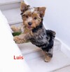Yorkshire terrier chłopczyk Luis blue merle - 2