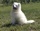 Sprzedam szczenię Samoyed - 6