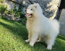 Sprzedam szczenię Samoyed - 4