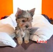 Yorkshire terrier dziewczynka Lena blue merle - 2