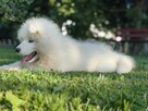 Sprzedam szczenię Samoyed - 2