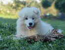 Sprzedam szczenię Samoyed - 1