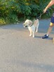 Piękny reproduktor labrador zaprasza - 2