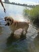 Piękny reproduktor labrador zaprasza - 3