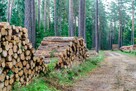 Wycinka, pielęgnacja i karczowanie lasów, usługi leśne. - 3