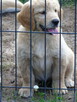 Golden retriever Paszport - 13