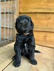 Szczeniak Aussiedoodle - 2