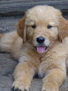 Golden retriever Paszport - 3