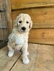 Szczeniak Aussie doodle - 2