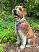 Szczeniak Aussiedoodle - 4