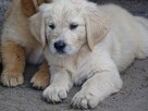 Golden retriever Paszport - 14