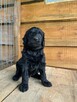 AussieDoodle - 2