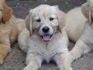 Golden retriever Paszport - 10