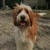 Szczeniak Aussie doodle - 4