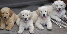 Golden retriever Paszport - 9