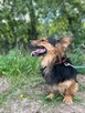 Fox - kudłaty, cudowny niskopodłogowiec do pokochania! - 6