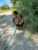 Fox - kudłaty, cudowny niskopodłogowiec do pokochania! - 3