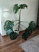 Monstera deliciosa dziurawa - 3