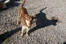 Pilne!! Ok.3 letni Edi bardzo pragnie kochającego domu  Iłż - 7