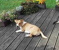 Podaruj domek malutkiej, porzuconej, przekochanej suni - 9