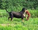 Fantastyczna, kochana, przytulasna Balbinka prosi o dom - 3