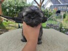 Shih tzu gotowe do zmiany domu - 6