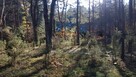 Działka leśna budowlana Radzymin Rejentówka - 10
