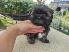 Shih tzu gotowe do zmiany domu - 5