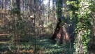Działka leśna budowlana Radzymin Rejentówka - 7