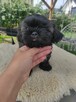 Shih tzu gotowe do zmiany domu - 2