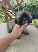 Shih tzu gotowe do zmiany domu - 3